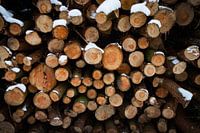 Pile de troncs d'arbres