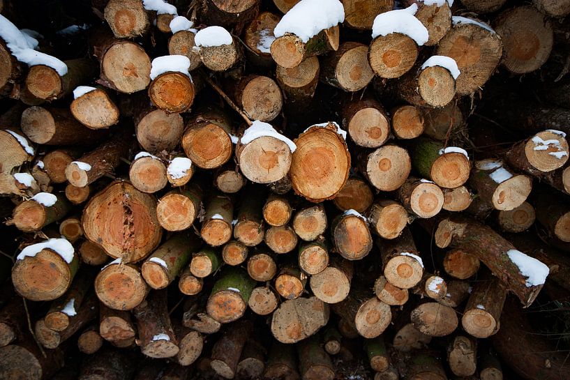 Pile de troncs d'arbres par Suzanne Schoepe