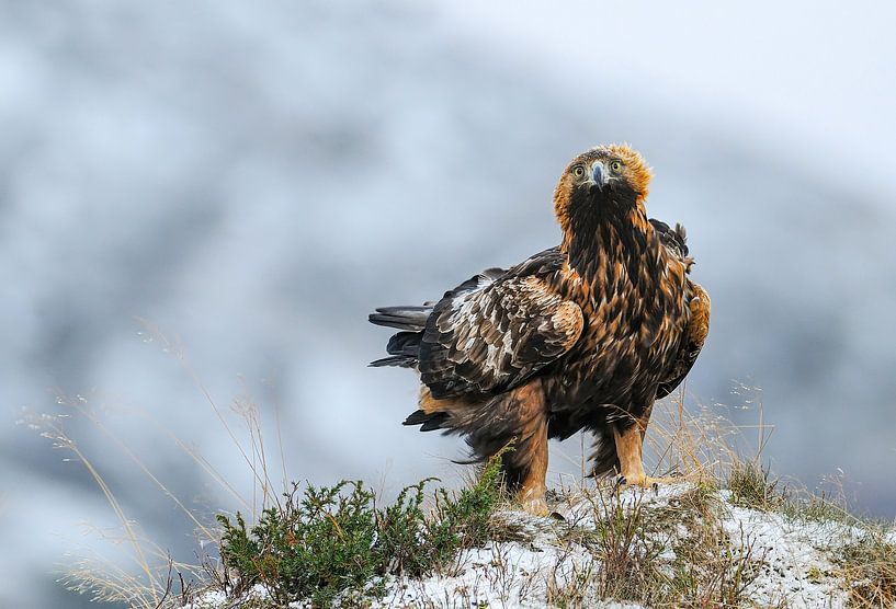 Aufmerksamer Blick (Steinadler) von Harry Eggens