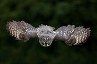 Lappland-Eule (Strix nebulosa)