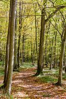 Spätsommer im Laubwald