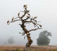 Brouillard, cigogne blanche ; Ciconia ciconia ; cigogne blanche, carré, arbre mort, brouillard