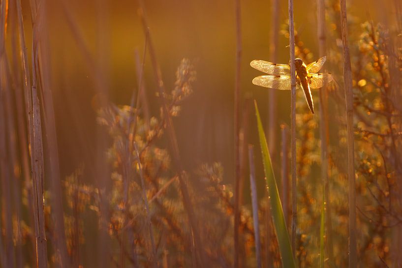 Libelle par Pim Leijen