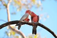 Couple aimant de cacatoès australiens Rosè