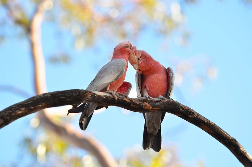 Liebevolles Paar australischer Rosenkakadus von Evelien Captein