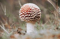 Agaric moucheté