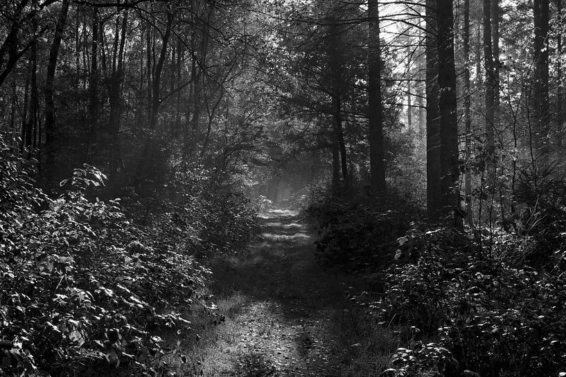 The road ahead by Jurjen Melinga