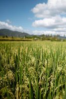 Prachtige decemberzon ontvouwt de Balinese rijstvelden