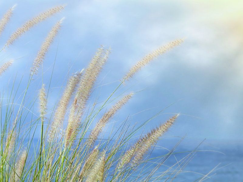 Ziergras entlang der Küstenlinie von Maickel Dedeken