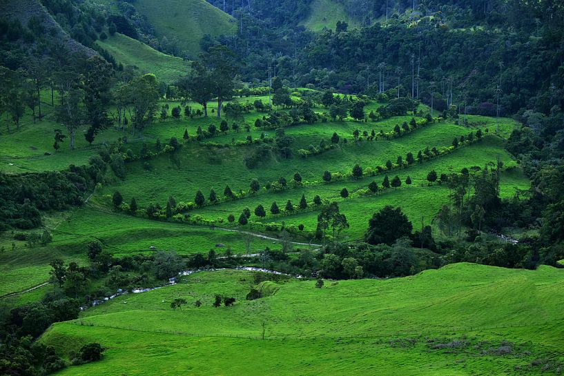 Grüne Landschaft im Nationalpark Los Nevados. Cocora-Tal nahe Salento, Kolumbien von Catalina Morales Gonzalez