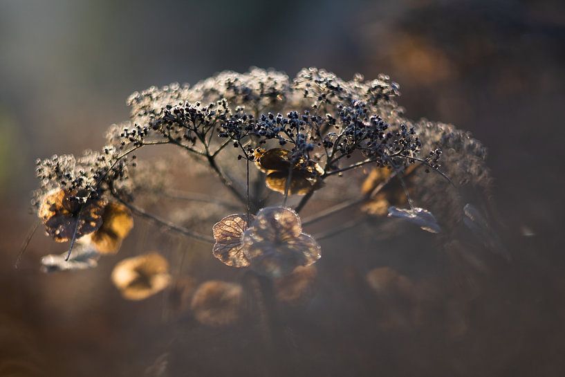 Hortensie in sanfter Wintersonne | Stillleben Naturfotografie von Suzanne Rotteveel