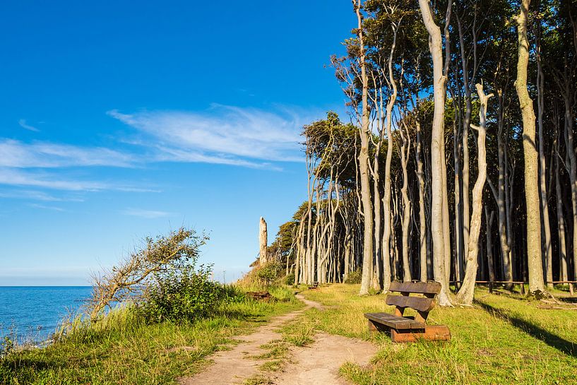 Küstenwald an der Ostsee bei Nienhagen von Rico Ködder