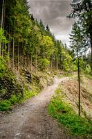 bospad langs de klif