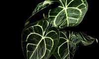 Zimmerpflanze Anthurium Clarinervium