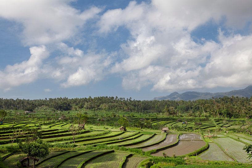 Reisfeld im Frühstadium in Bali, Indonesien. Kokospalme und Hütte im Hintergrund von Tjeerd Kruse