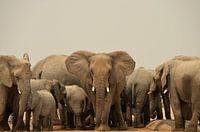 Augenkontakt mit einem bedrohlichen Elefanten