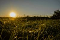 zonsopgang ik het weiland