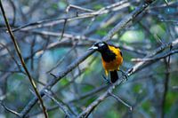 Typischer tropischer Vogel aus Curaçao