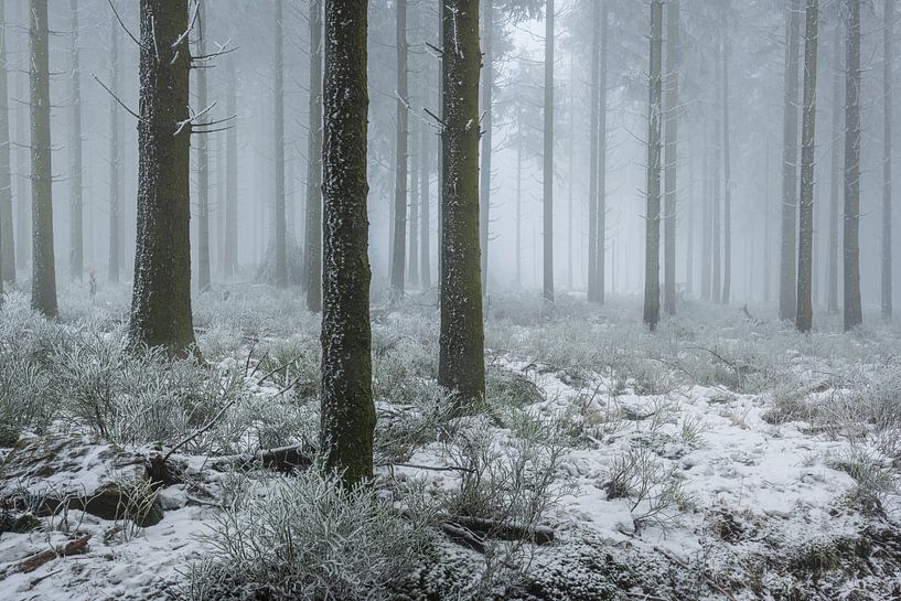 Mist in de Hoge Venen van Betere Landschapsfoto
