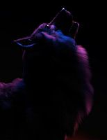 Wolf in rotem und blauem Licht.