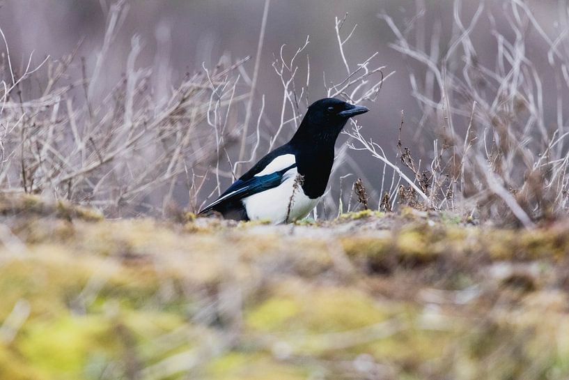 Elster im Westduinpark in Scheveningen von Anne Zwagers