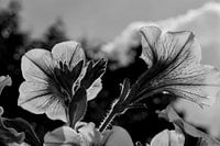 Petunia (Black and White)