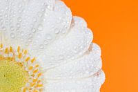Weiße Gerbera mit Wassertropfen