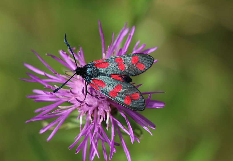 Six-spotted violet by Matthias Brix