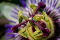 Passion Flower