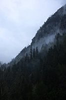 Nebel durch die Bäume der französischen Alpen
