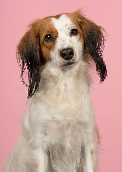 Chien Kooiker en rose par Elles Rijsdijk