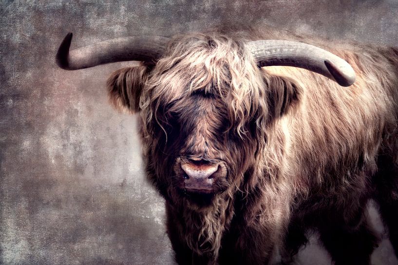 Highlanders par Claudia Moeckel