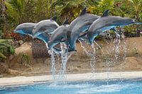 Delfinshow im Loro Parque