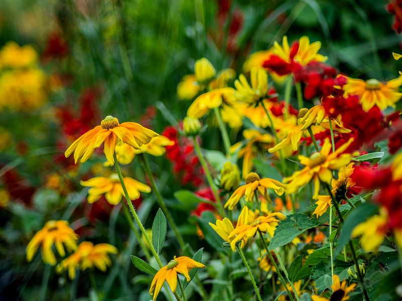 Susanne aux yeux noirs par Photoart-Naegele