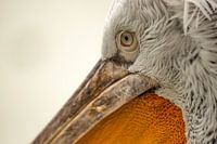 Fantastic UNIQUE close up macro portrait of a Dalmatian Pelican