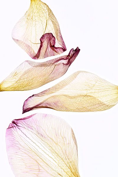 Blush - Der Fingerabdruck der Blätter von Christine de Vogel