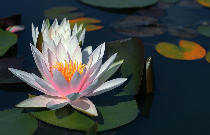 Die leuchtende Seerose par Katarina Niksic