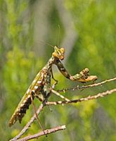 Mantis religiosa canaria