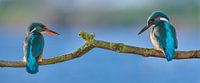 Kingfisher - Love at first sight in panorama