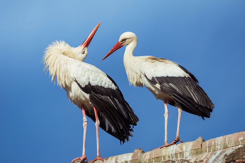 Storks on the roof by Tobias Luxberg