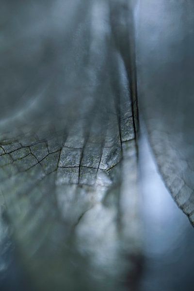 Aile de libellule en nuances de bleu (photo portrait) par Nanda Bussers