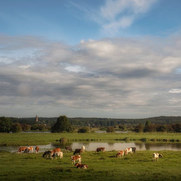 Vaches dans la plaine inondable (format carré) par Moetwil en van Dijk - Fotografie