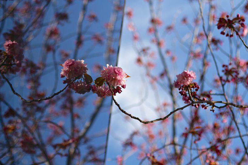 Sakura par Marianna Pobedimova