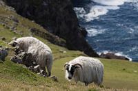 Schapen op de Helling