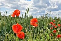 Poppies in field