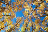 Golden Aspen