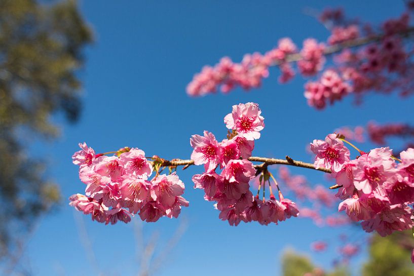 Flowers of the wild Himalaya Cherry by Johan Zwarthoed