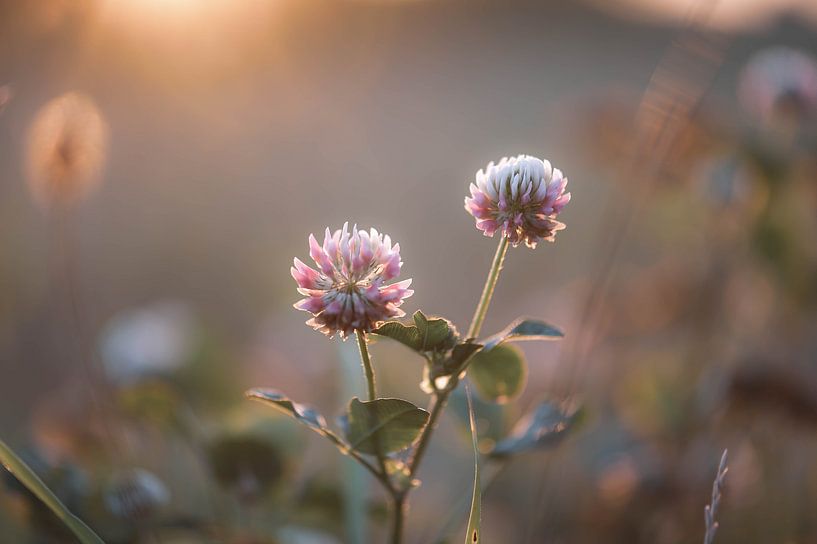 trifolium hybridum by Tania Perneel