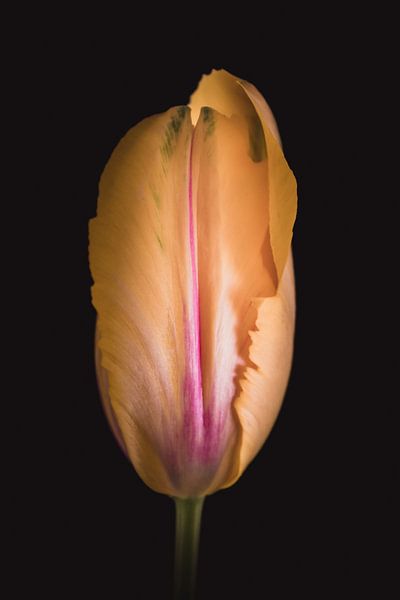 Tulipe d'art par Sandra Hazes