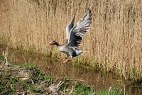 Gans in volle vlucht